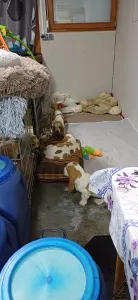 Basset Hound - Amadeus