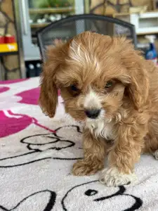 Cavapoo - Teddy