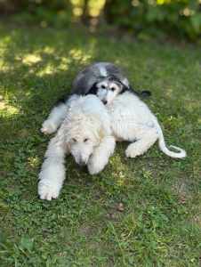 Afghan Hound - Yahya