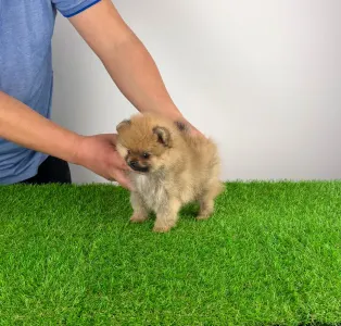 Szpic miniaturowy - Wina