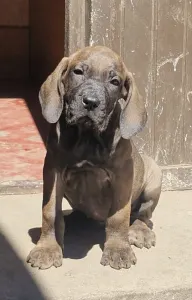 Brazil masztiff - Jasmin,  Jovana, 