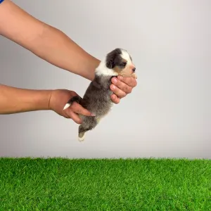 Australian Shepherd - Dorabella 