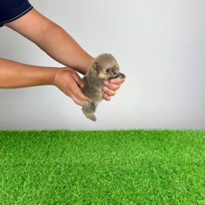 Pomeranian - Samu