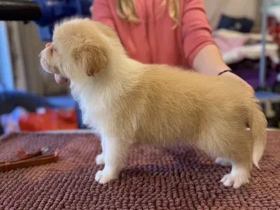 Border collie - Red Boy 3.