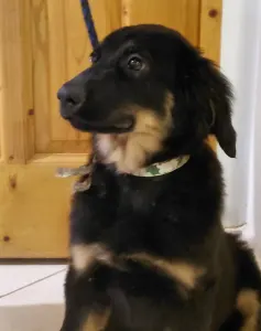 Hovawart - Buda Side Caroll Christmas 