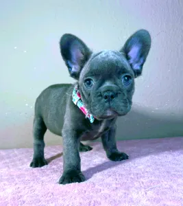 French Bulldog - Brad