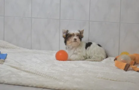 Бивер-йоркширский терьер - Ria Orient 