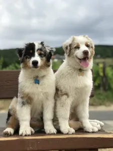 Australian Shepherd - Budnat Aussies