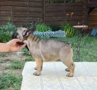 French Bulldog - Wendy