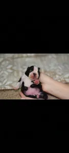 Boston Terrier - Üstökös ( Comet )