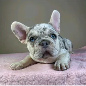French Bulldog - Anastasia