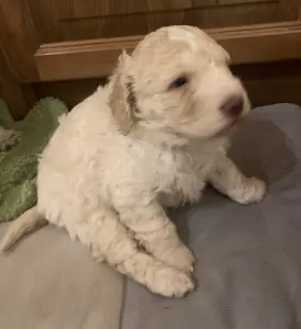 Lagotto Romagnolo - Friendly Lagotto Kimba