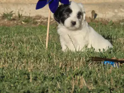 Tibeti terrier - Ju 