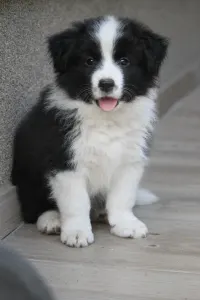 Border Collie - Legacy Live Forever Pieces Of A Dream