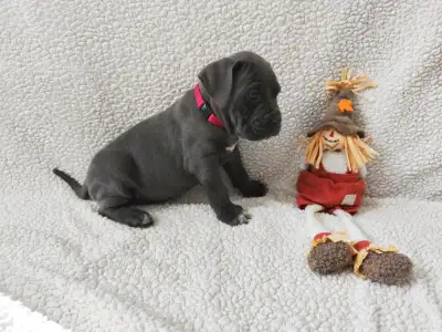 Cane Corso Italiano - Forza Di Diavolo Dakota