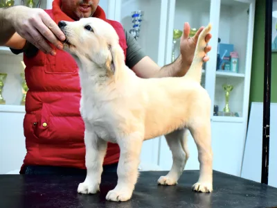 Central Asia Shepherd Dog - Jaro