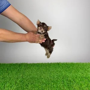 Yorkshire Terrier - Menos