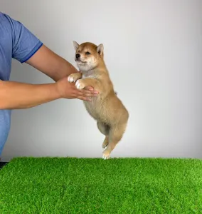 Shiba - Luigi