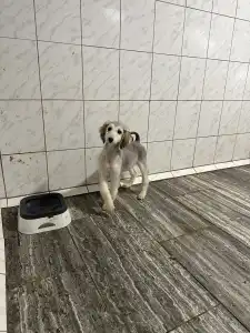 Afghanischer Windhund - Xayra