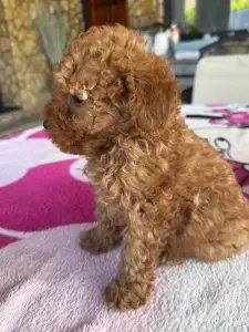 Poodle Miniature - Bodza
