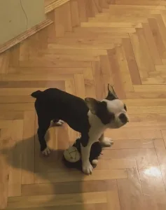 Terrier de Boston - Kloé