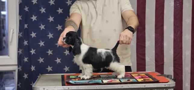 Amerikai cocker spániel - Ivory Of Your Sweetest Dream