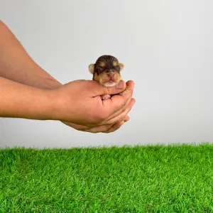 Yorkshire Terrier - Lemoro