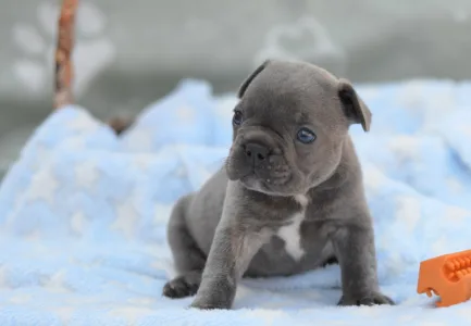 Francuski buldog - Monty