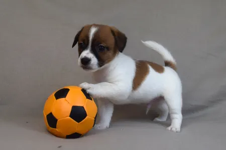 Jack Russell Terrier - Santiago