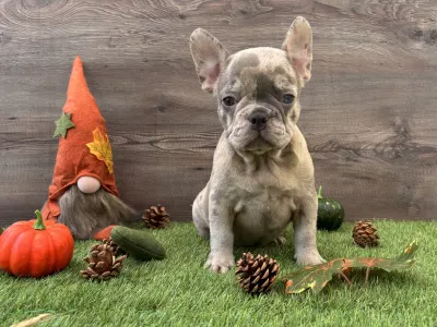 French Bulldog - Zafir 