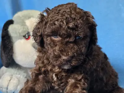 Cavapoo - Truffle