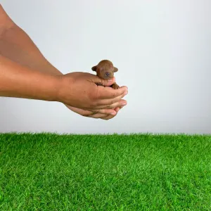 Poodle Toy - Zoci