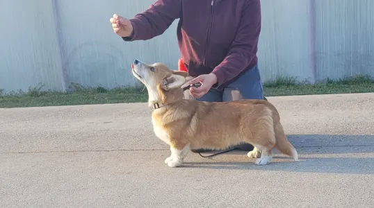 Вельш-корги пемброк - Zeus The Mighty From Farm Of Happy Dogs! Kitűnő Ch Szülőktől,csodálatos Adottságokkal És Természettel Rendelkezik!  Dm Mentes!