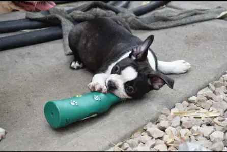 Boston Terrier - Günther