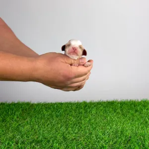 Cavalier King Charles Spaniel - Casey