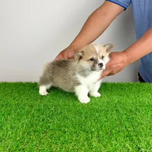 Welsh Corgi Pembroke - Zuro