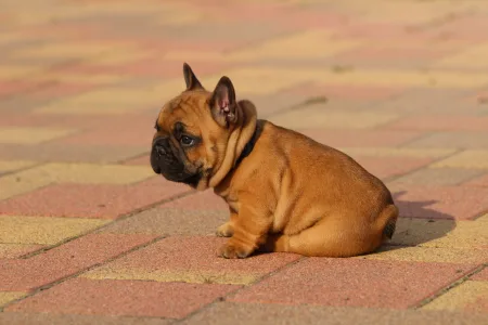 Französische Bulldogge - Udon