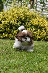 Shih Tzu - Benjamin
