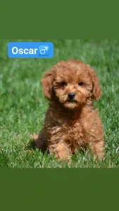 Goldendoodle - Oscar