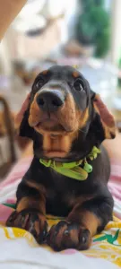 Dachshund - Aramis Noble Knight
