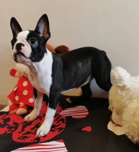Boston Terrier - Wide Wings Becky
