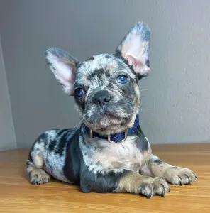 French Bulldog - Rocky