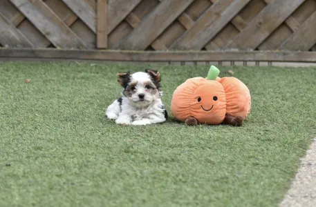 Biewer Yorkshire - Quentina