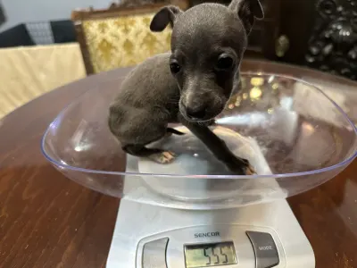 Italienisches Windspiel - Xandra