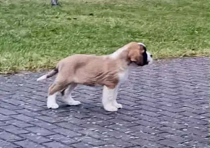 Szent Bernáthegyi kutya - Rose