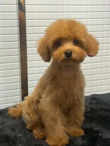 Pudel Toy - Samu(toy Size)