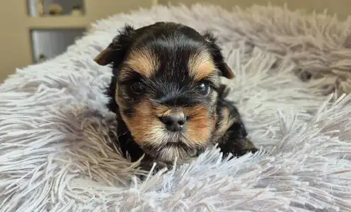 Yorkshire Terrier - Gomez Addams Of Midsummer Nights Miracle 