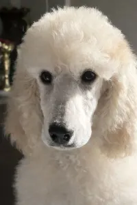 Poodle Standard - Amber