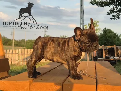 Bouledogue français - Raul
