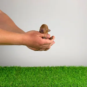 Toy uszkár - Pandur